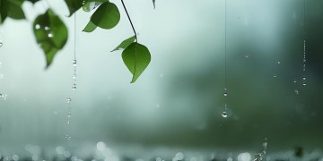 化作风化作雨究竟出自哪首歌？
