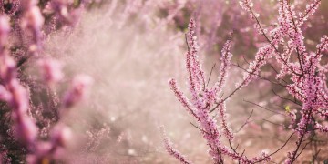 桃花浓浓浓浓究竟是什么歌？