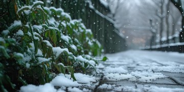 下过雨后的小雪究竟是哪首歌？