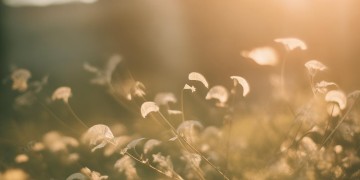 化成温柔的风出自哪首歌？